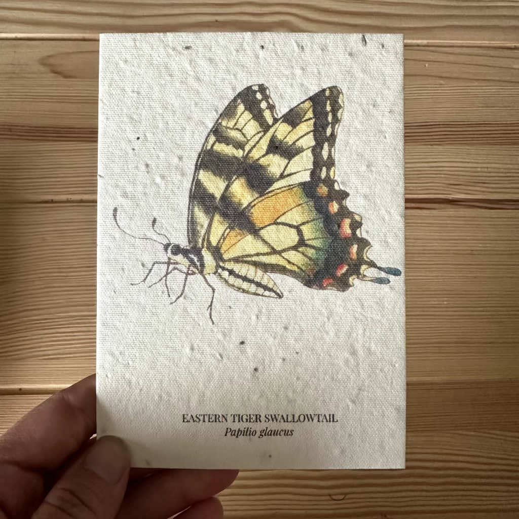 Eastern Tiger Swallowtail Butterfly Seed Greeting Card