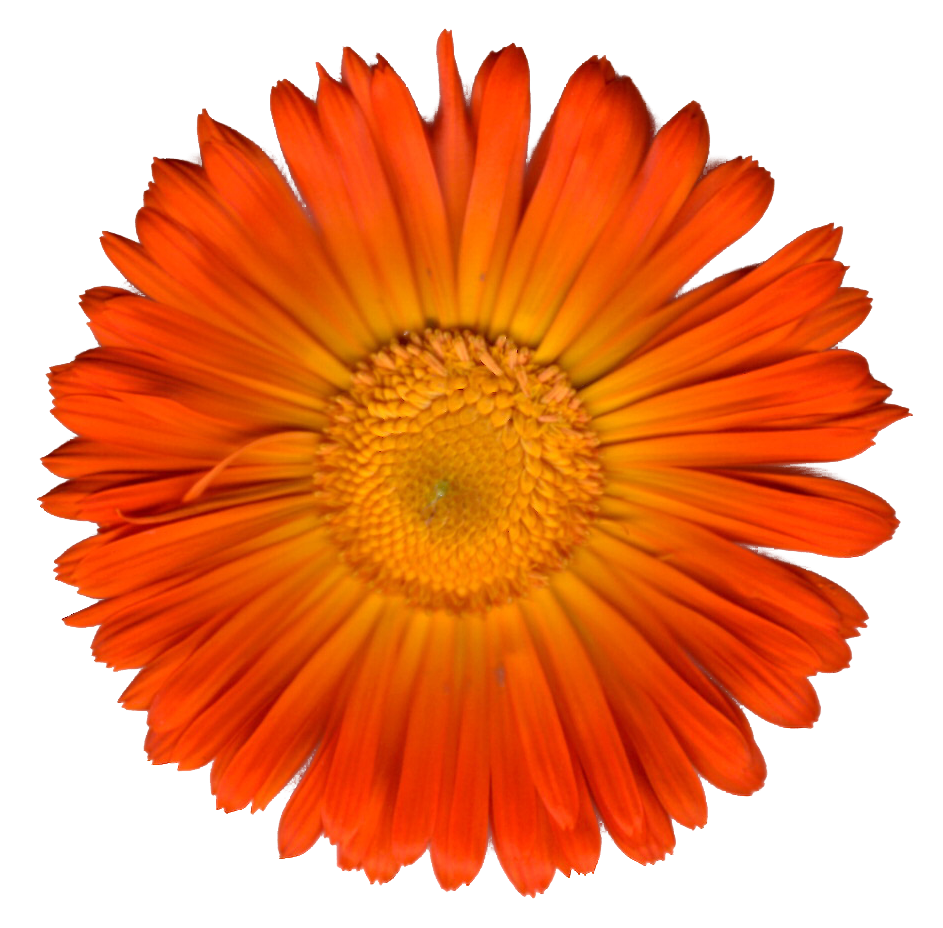 Calendula Botanicals photo